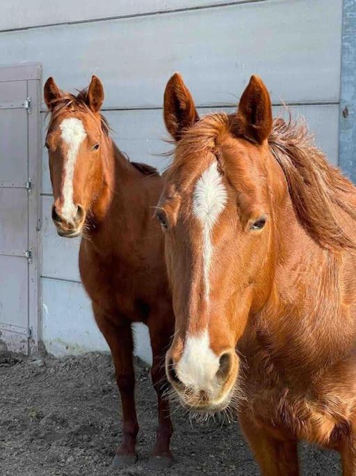 Bed Met Paard Apartment Bergen op Zoom Bagian luar foto